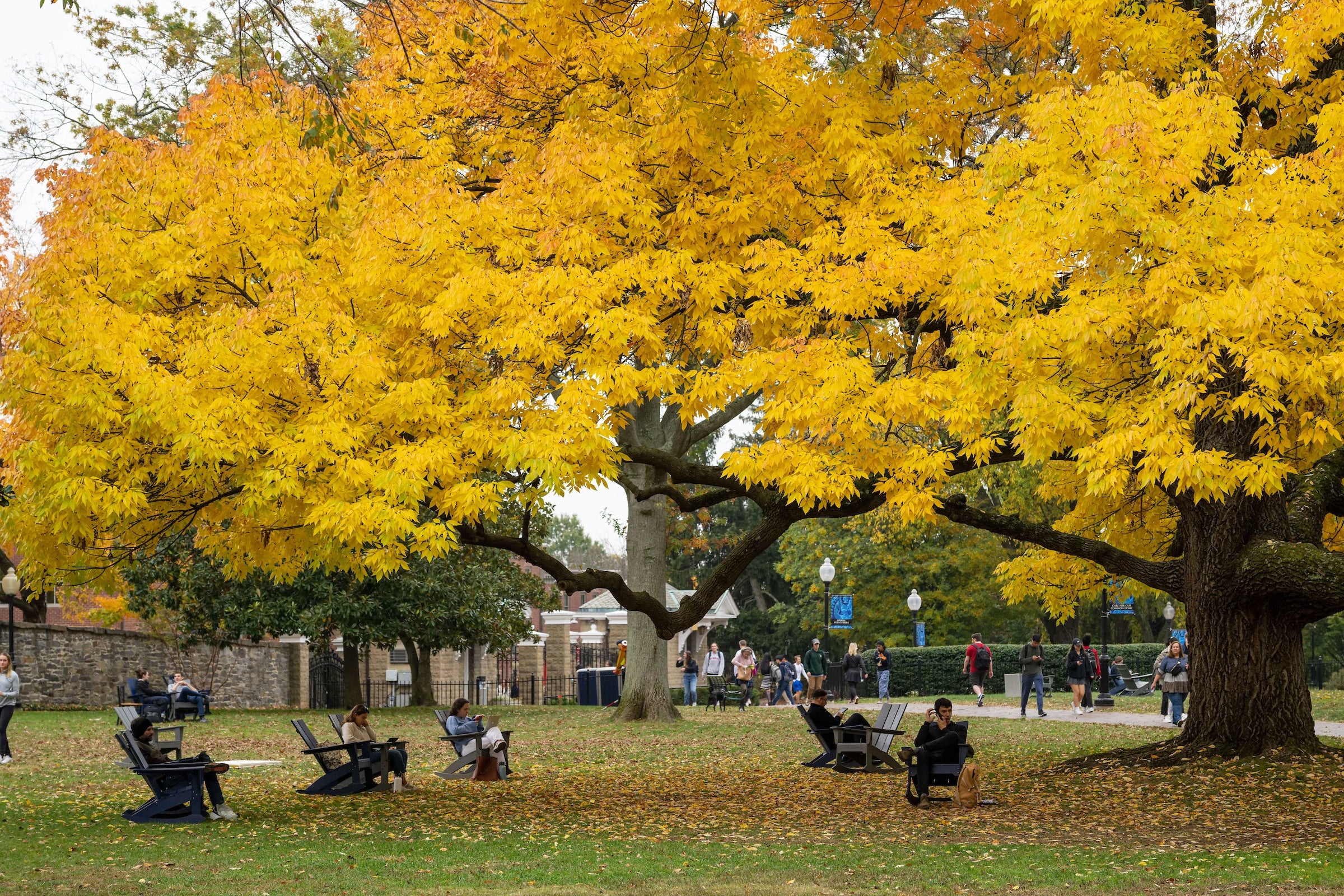 Copley lawn featuring students studying under a tree with yellow leaves