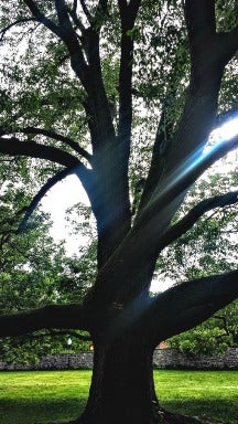 Copley Lawn