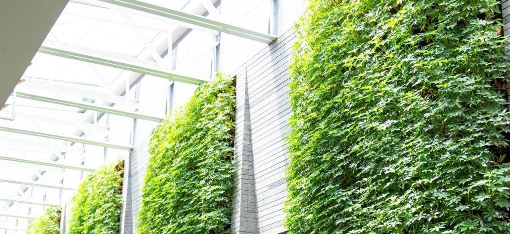 plant wall in healy family student center